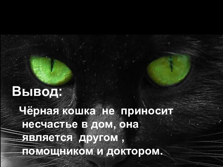 Вывод: Чёрная кошка не приносит несчастье в дом, она является другом , помощником и доктором.