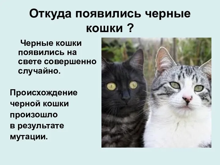 Откуда появились черные кошки ? Черные кошки появились на свете совершенно