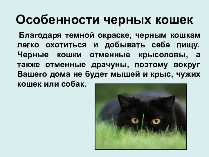 Особенности черных кошек Благодаря темной окраске, черным кошкам легко охотиться и