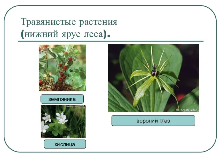 Травянистые растения (нижний ярус леса). земляника вороний глаз кислица