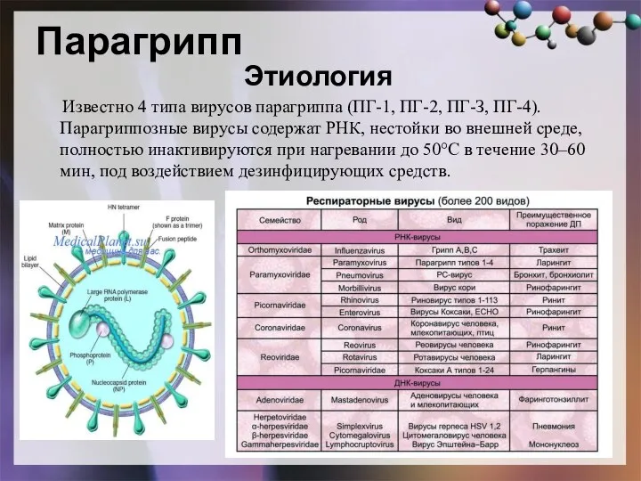 Парагрипп Этиология Известно 4 типа вирусов парагриппа (ПГ-1, ПГ-2, ПГ-З, ПГ-4).