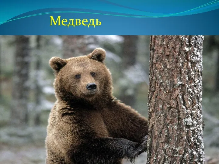 Медведь