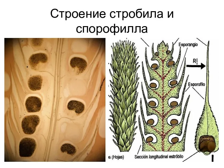 Строение стробила и спорофилла