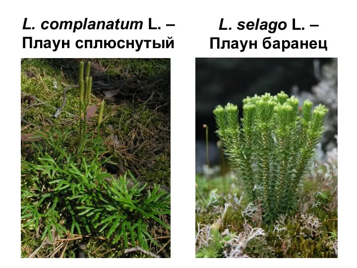 L. complanatum L. – Плаун сплюснутый L. selago L. – Плаун баранец