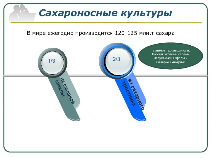 Сахароносные культуры Your Text из сахарной свеклы Yr Text Your Text