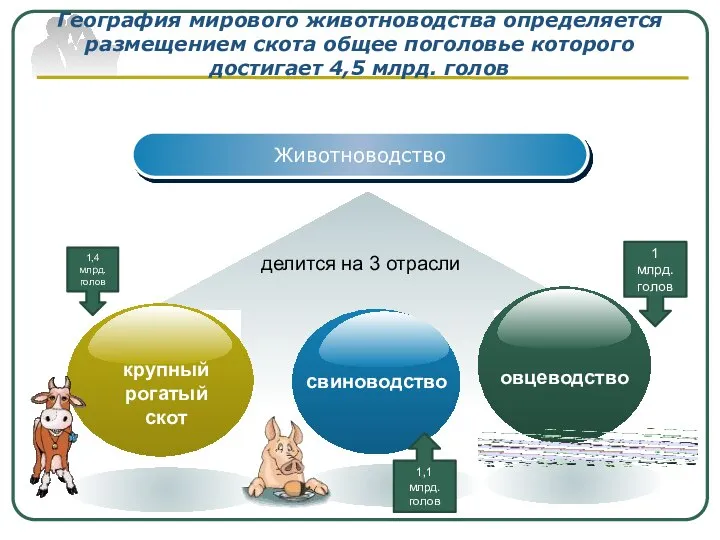 Животноводство делится на 3 отрасли География мирового животноводства определяется размещением скота