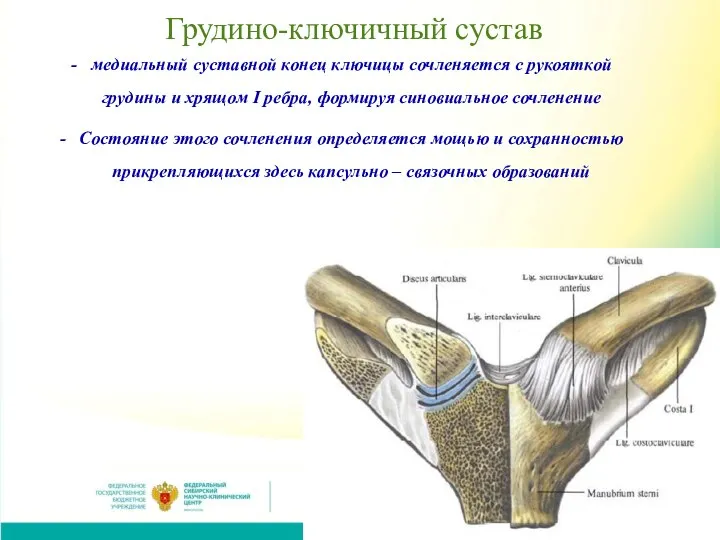 Грудино-ключичный сустав медиальный суставной конец ключицы сочленяется с рукояткой грудины и