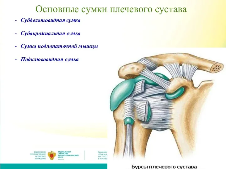 Основные сумки плечевого сустава Субдельтовидная сумка Субакромиальная сумка Сумка подлопаточной мышцы Подклювовидная сумка