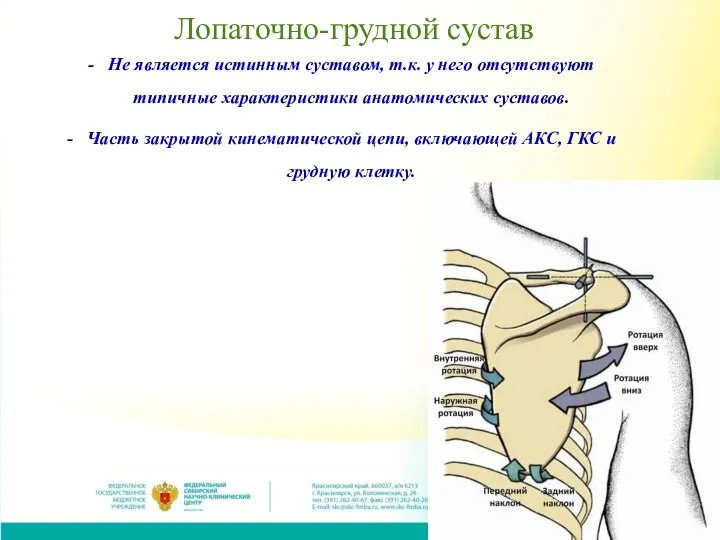 Лопаточно-грудной сустав Не является истинным суставом, т.к. у него отсутствуют типичные