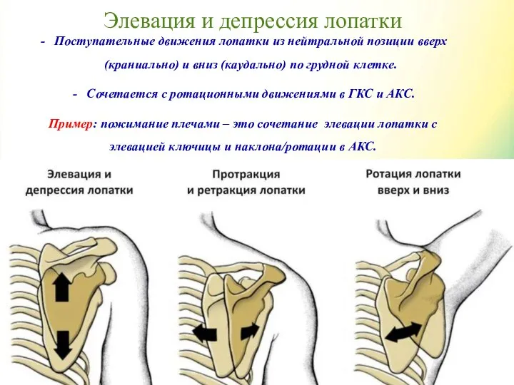 Элевация и депрессия лопатки Поступательные движения лопатки из нейтральной позиции вверх