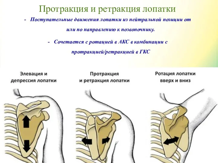 Протракция и ретракция лопатки Поступательные движения лопатки из нейтральной позиции от