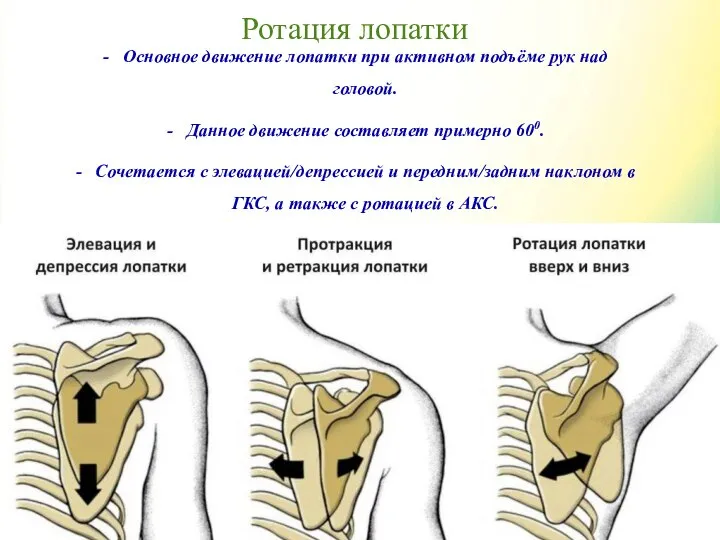 Ротация лопатки Основное движение лопатки при активном подъёме рук над головой.