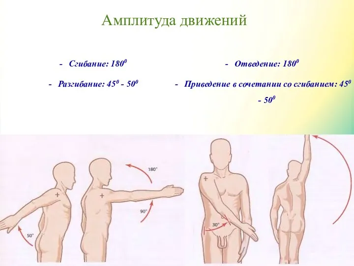 Амплитуда движений Сгибание: 1800 Разгибание: 450 - 500 Отведение: 1800 Приведение