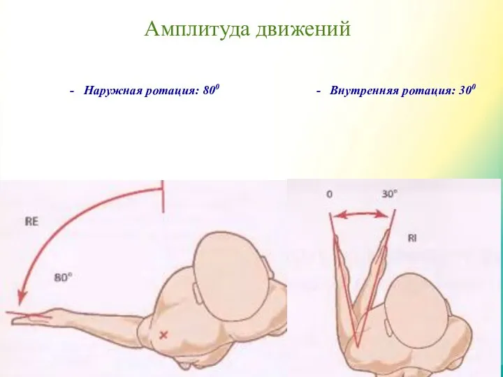 Амплитуда движений Наружная ротация: 800 Внутренняя ротация: 300