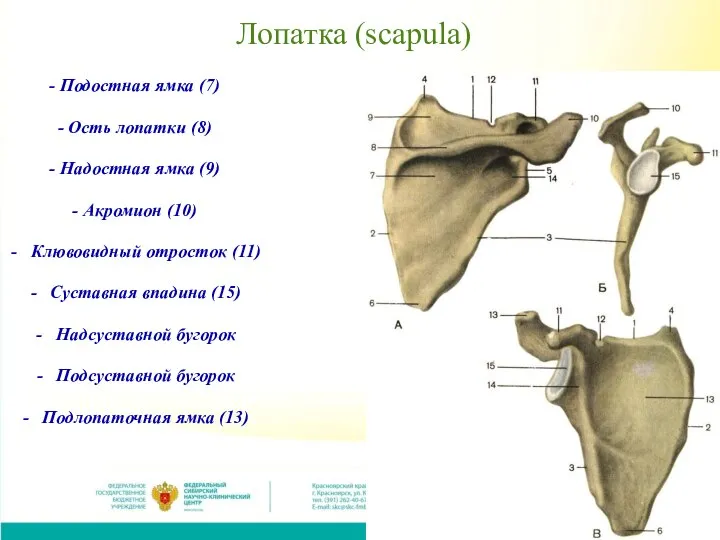 Лопатка (scapula) - Подостная ямка (7) - Ость лопатки (8) -