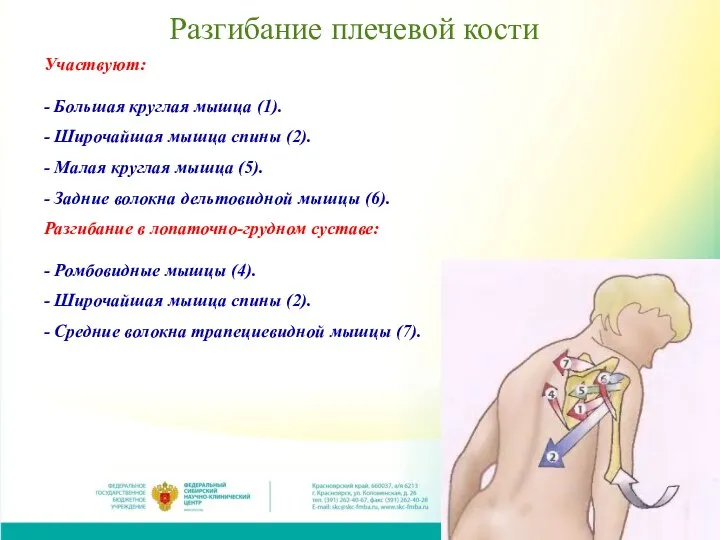 Разгибание плечевой кости Участвуют: - Большая круглая мышца (1). - Широчайшая