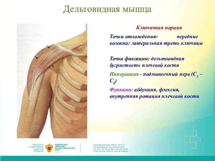 Дельтовидная мышца Ключичная порция Точки отхождения: передние волокна: латеральная треть ключицы