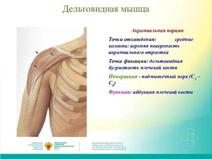 Дельтовидная мышца Акромиальная порция Точки отхождения: средние волокна: верхняя поверхность акромиального