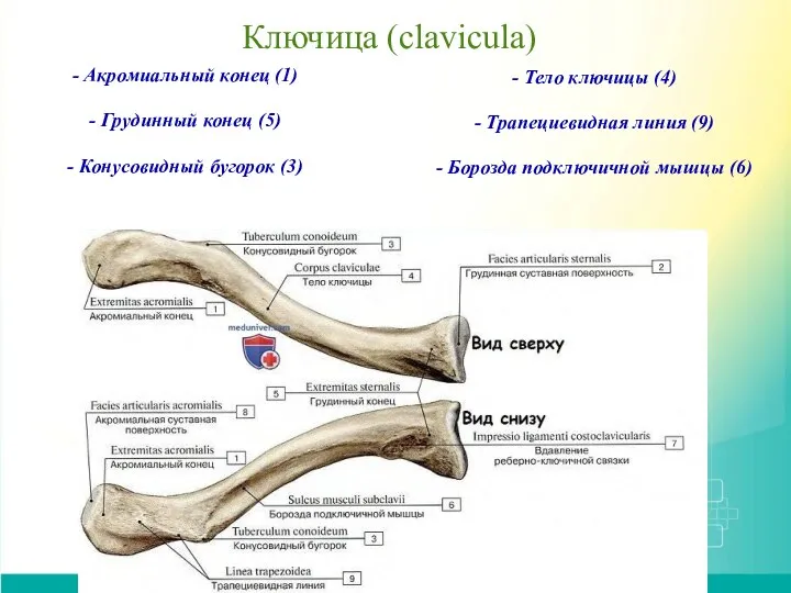 Ключица (clavicula) - Акромиальный конец (1) - Грудинный конец (5) -