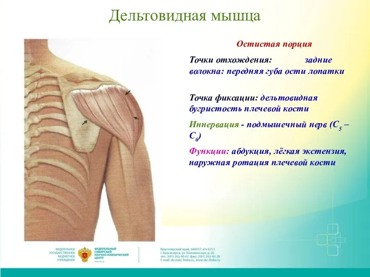 Дельтовидная мышца Остистая порция Точки отхождения: задние волокна: передняя губа ости