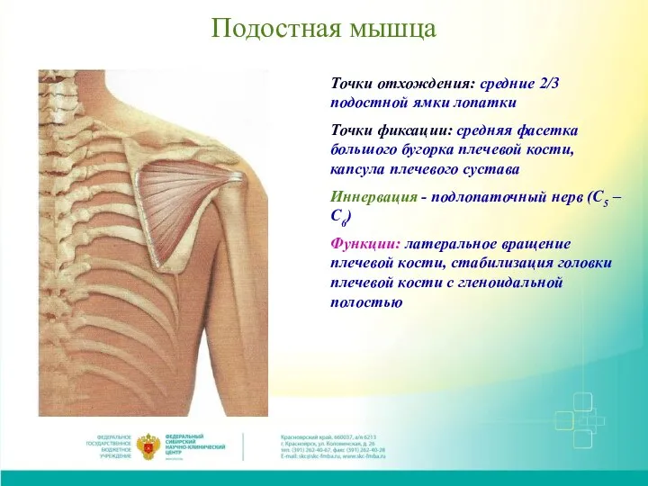 Подостная мышца Точки отхождения: средние 2/3 подостной ямки лопатки Точки фиксации: