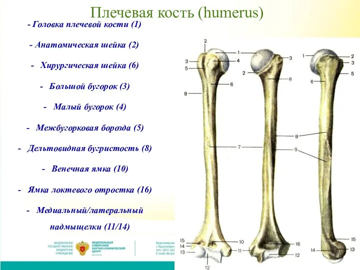 Плечевая кость (humerus) - Головка плечевой кости (1) - Анатомическая шейка