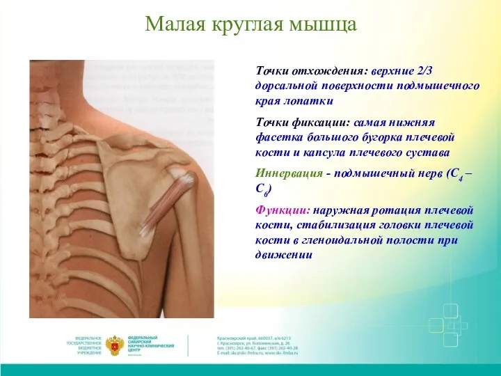 Малая круглая мышца Точки отхождения: верхние 2/3 дорсальной поверхности подмышечного края