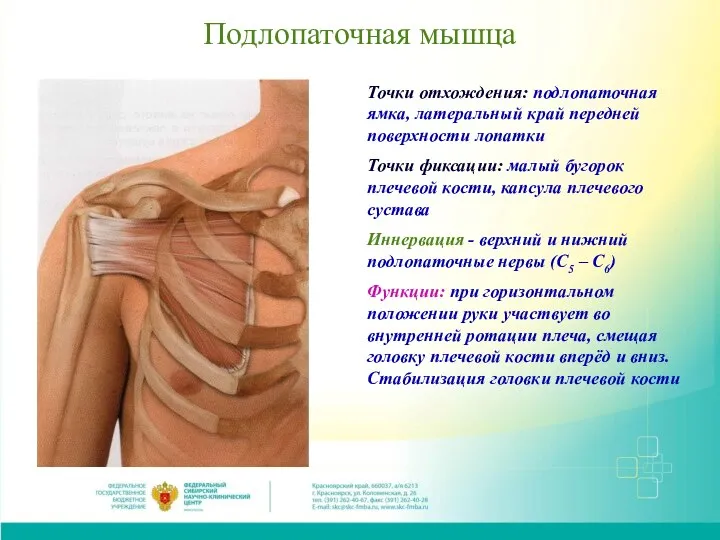 Подлопаточная мышца Точки отхождения: подлопаточная ямка, латеральный край передней поверхности лопатки