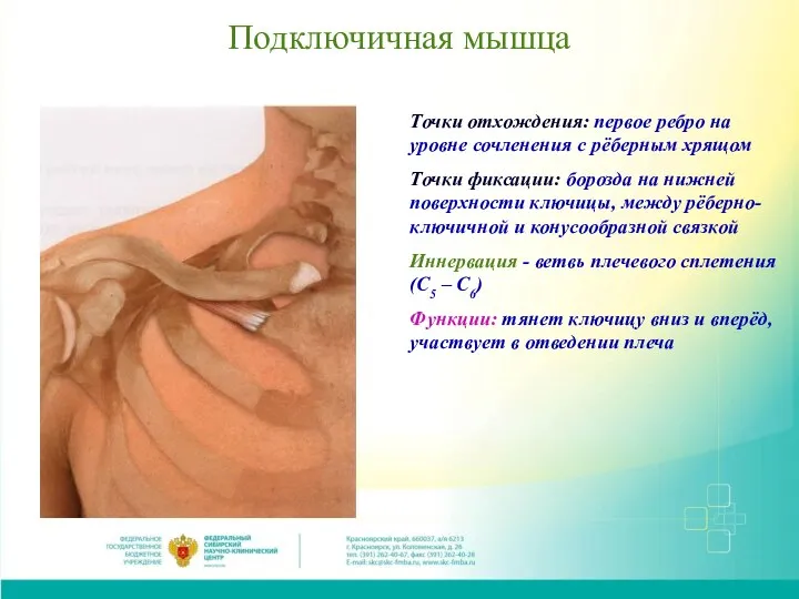 Подключичная мышца Точки отхождения: первое ребро на уровне сочленения с рёберным