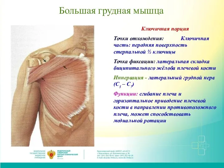 Большая грудная мышца Ключичная порция Точки отхождения: Ключичная часть: передняя поверхность