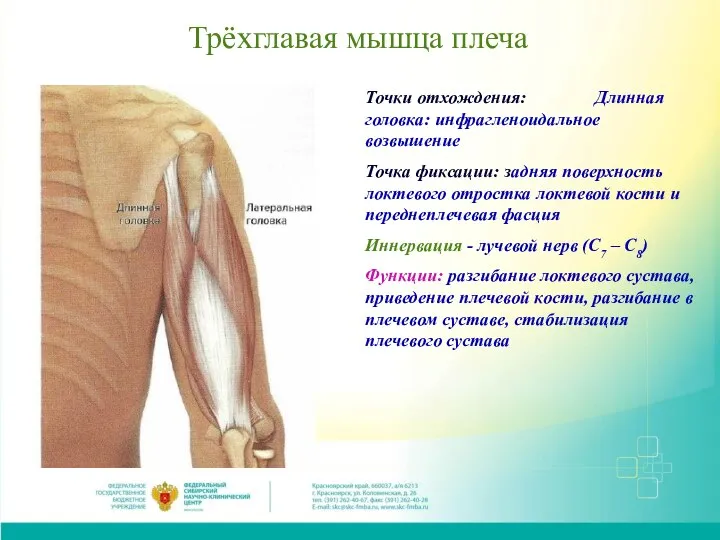 Трёхглавая мышца плеча Точки отхождения: Длинная головка: инфрагленоидальное возвышение Точка фиксации: