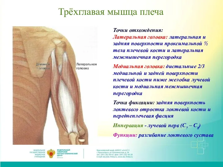 Трёхглавая мышца плеча Точки отхождения: Латеральная головка: латеральная и задняя поверхности