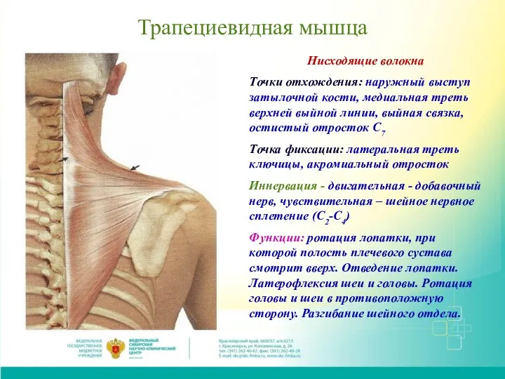 Трапециевидная мышца Нисходящие волокна Точки отхождения: наружный выступ затылочной кости, медиальная