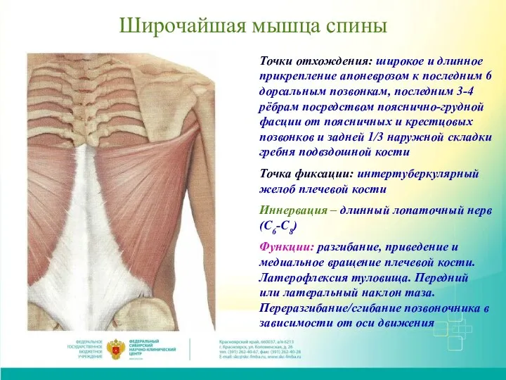 Широчайшая мышца спины Точки отхождения: широкое и длинное прикрепление апоневрозом к