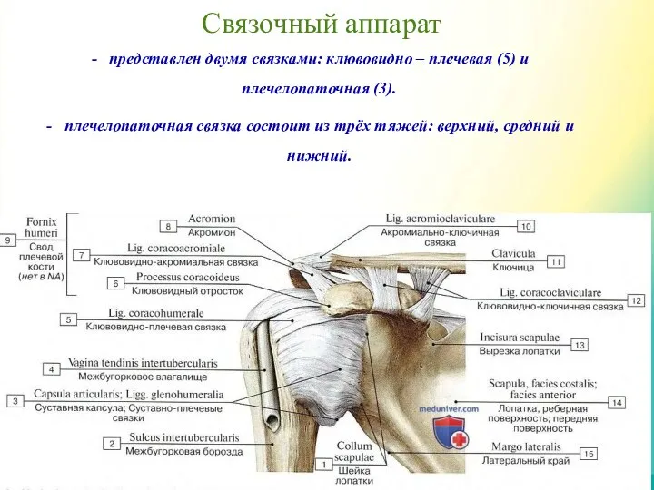 Связочный аппарат представлен двумя связками: клювовидно – плечевая (5) и плечелопаточная