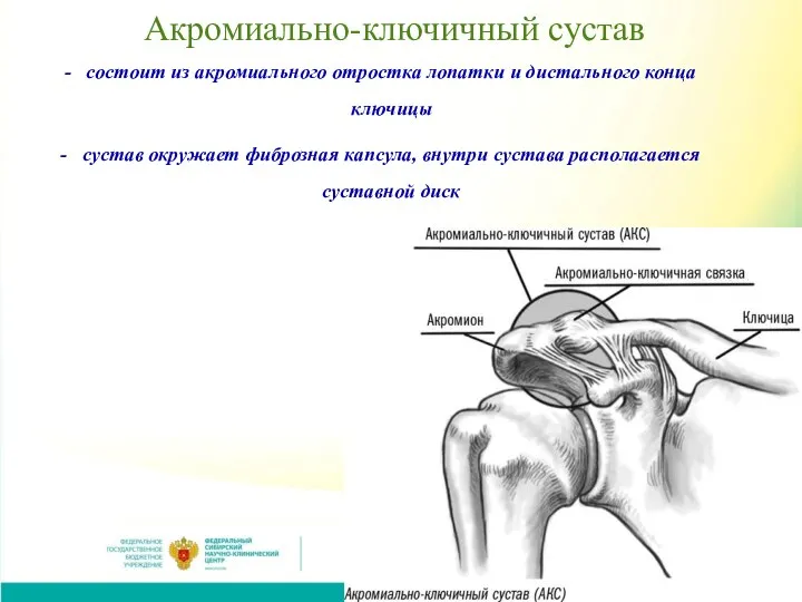 Акромиально-ключичный сустав состоит из акромиального отростка лопатки и дистального конца ключицы