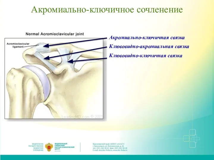 Акромиально-ключичное сочленение Акромиально-ключичная связка Клювовидно-акромиальная связка Клювовидно-ключичная связка