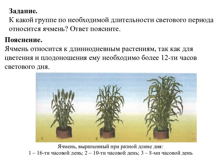 Ячмень, выращенный при разной длине дня: 1 – 16-ти часовой день;