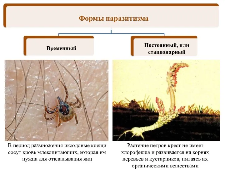 Растение петров крест не имеет хлорофилла и развивается на корнях деревьев