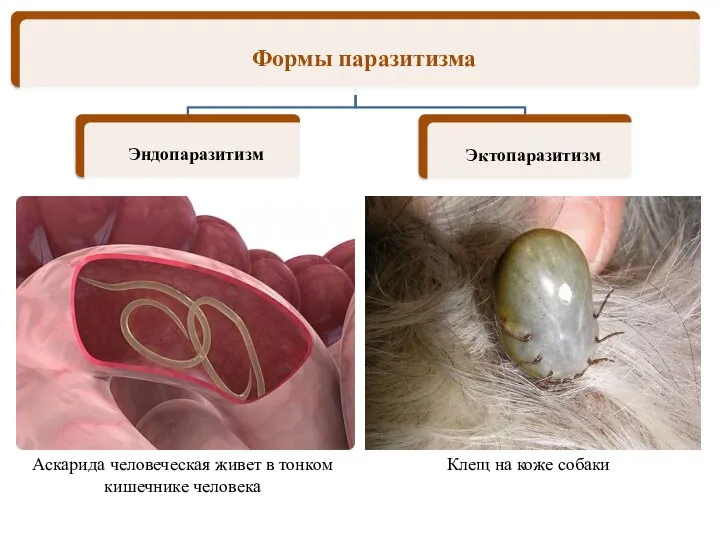 Клещ на коже собаки Аскарида человеческая живет в тонком кишечнике человека