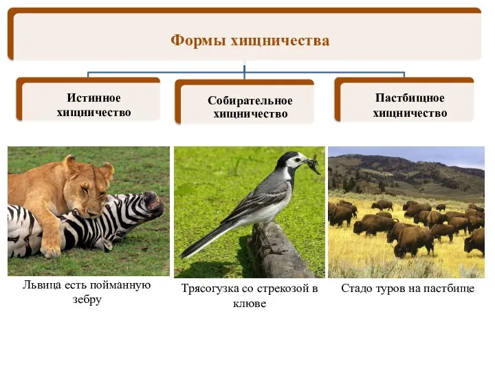 Стадо туров на пастбище Львица есть пойманную зебру Трясогузка со стрекозой в клюве