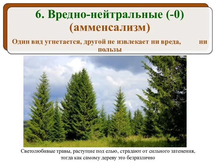 Светолюбивые травы, растущие под елью, страдают от сильного затенения, тогда как самому дереву это безразлично