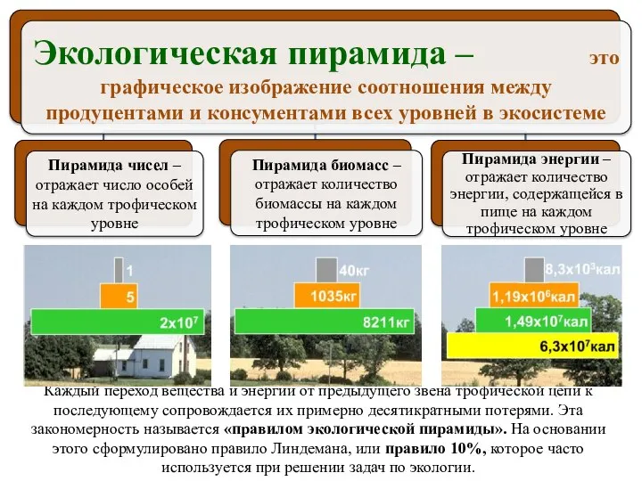 Каждый переход вещества и энергии от предыдущего звена трофической цепи к