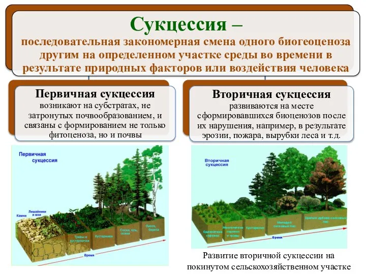 Развитие вторичной сукцессии на покинутом сельскохозяйственном участке