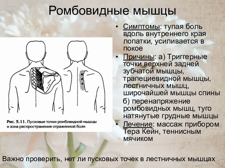 Ромбовидные мышцы Симптомы: тупая боль вдоль внутреннего края лопатки, усиливается в