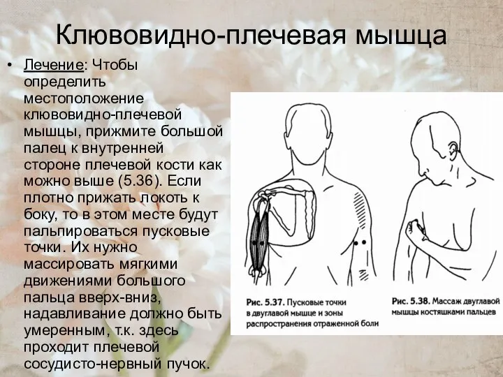 Клювовидно-плечевая мышца Лечение: Чтобы определить местоположение клювовидно-плечевой мышцы, прижмите большой палец