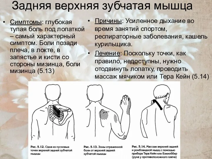 Задняя верхняя зубчатая мышца Симптомы: глубокая тупая боль под лопаткой –