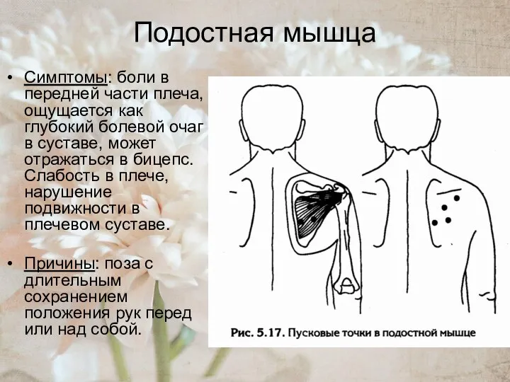 Подостная мышца Симптомы: боли в передней части плеча, ощущается как глубокий