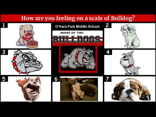 How are you feeling on a scale of Bulldog? 1 7