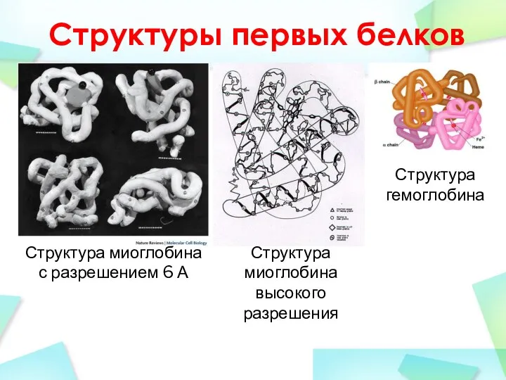 Структуры первых белков Структура миоглобина с разрешением 6 А Структура миоглобина высокого разрешения Структура гемоглобина